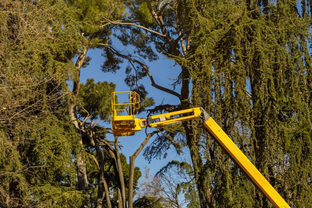 Platform lift on the tree canopy and blue sky to prune the branches